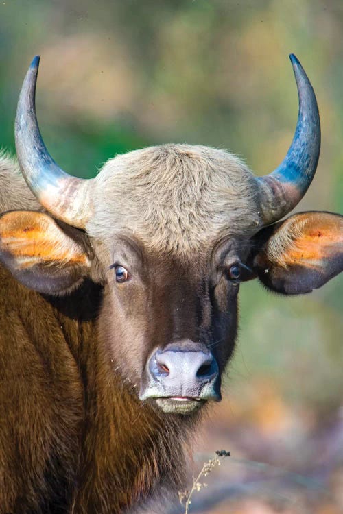 Gaur  looking at camera, India