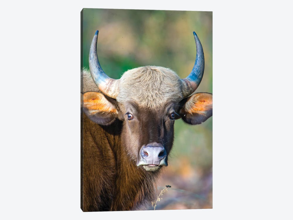 Gaur  looking at camera, India by Panoramic Images 1-piece Canvas Wall Art