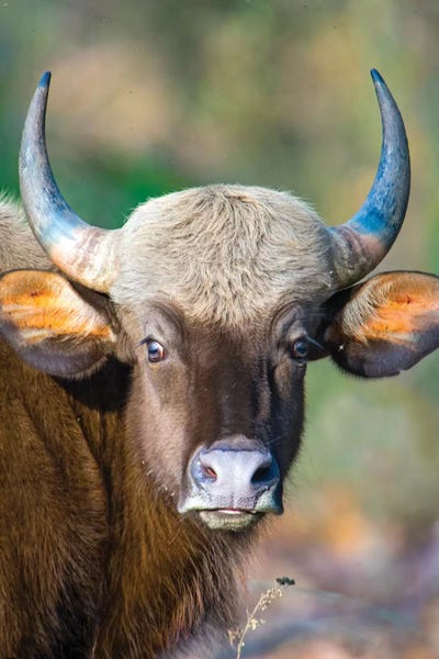 India: Gaur  looking at camera, India by Panoramic Images