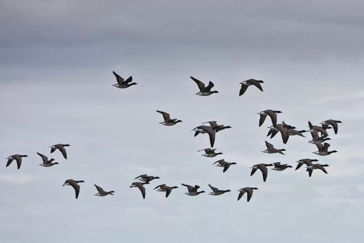 Geese migrating, Iceland