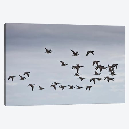 Geese migrating, Iceland Canvas Print #PIM15495} by Panoramic Images Canvas Art
