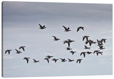 Geese migrating, Iceland Canvas Art Print - Goose Art