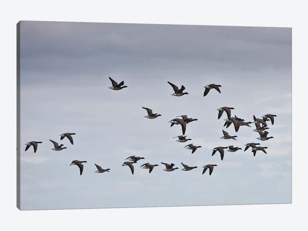 Geese migrating, Iceland by Panoramic Images 1-piece Art Print