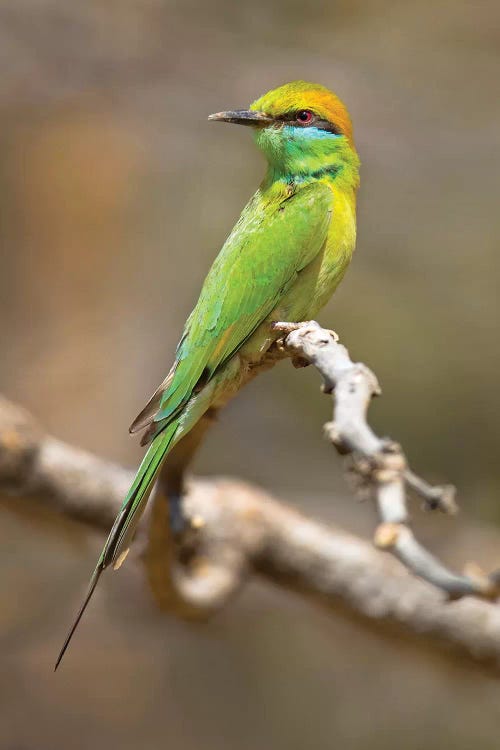 Green bee-eater  perching on branch, India