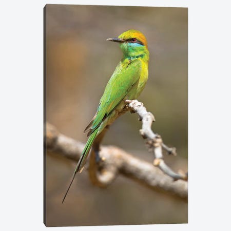 Green bee-eater  perching on branch, India Canvas Print #PIM15501} by Panoramic Images Canvas Print
