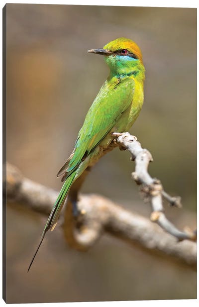 Green bee-eater  perching on branch, India Canvas Art Print
