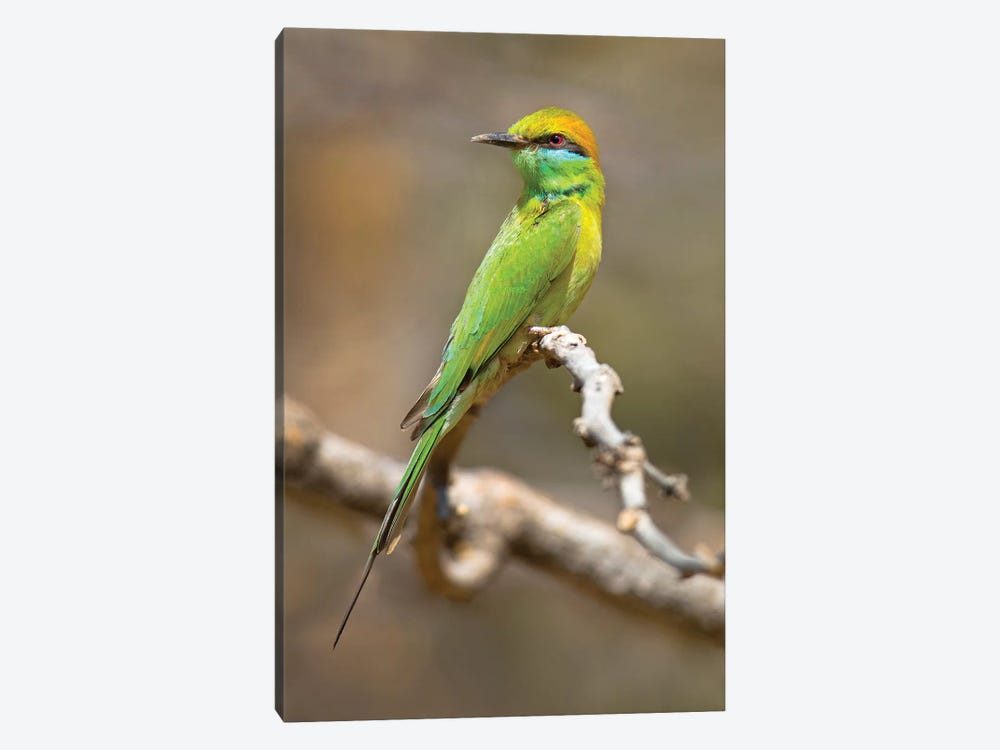 Green bee-eater  perching on branch, India by Panoramic Images 1-piece Canvas Print