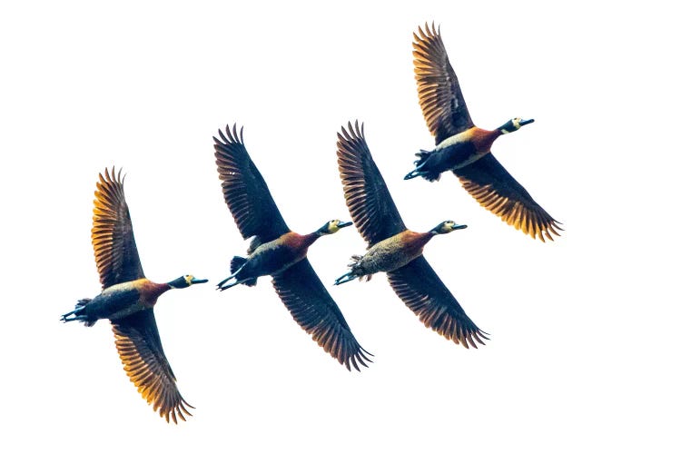 Group of four flying white-faced whistling ducks , Antananarivo, Madagascar