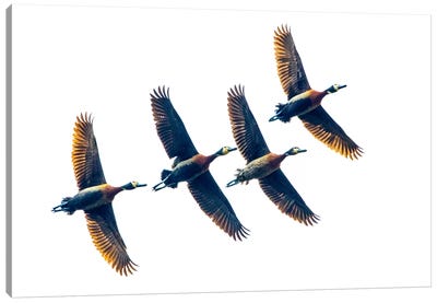 Group of four flying white-faced whistling ducks , Antananarivo, Madagascar Canvas Art Print - Madagascar