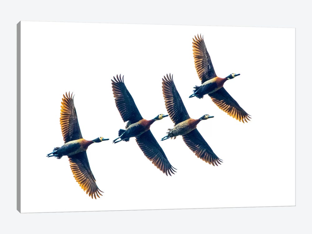 Group of four flying white-faced whistling ducks , Antananarivo, Madagascar by Panoramic Images 1-piece Canvas Art