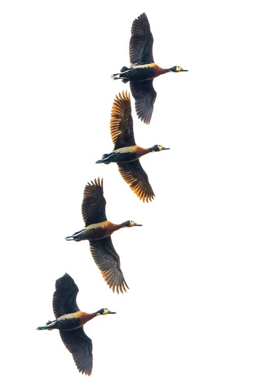 Group of four flying white-faced whistling ducks , Antananarivo, Madagascar