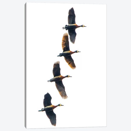 Group of four flying white-faced whistling ducks , Antananarivo, Madagascar Canvas Print #PIM15503} by Panoramic Images Canvas Art Print
