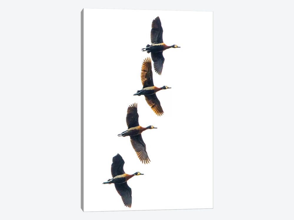 Group of four flying white-faced whistling ducks , Antananarivo, Madagascar by Panoramic Images 1-piece Canvas Print