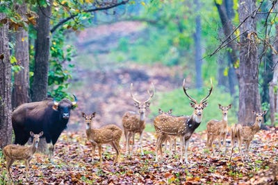 Herd of Spotted deer  and gaur also called the Indian bison , India by Panoramic Images canvas print