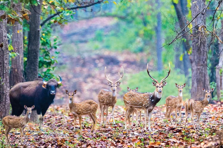 Herd of Spotted deer  and gaur also called the Indian bison , India