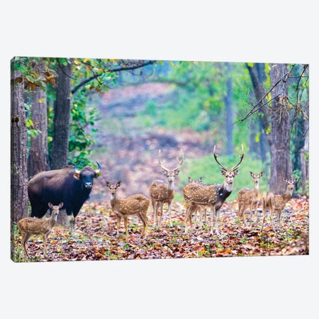 Herd of Spotted deer  and gaur also called the Indian bison , India Canvas Print #PIM15506} by Panoramic Images Canvas Artwork