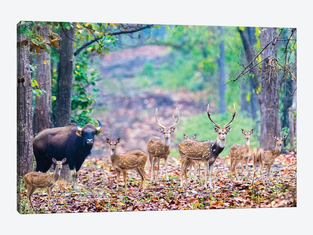 Herd of Spotted deer  and gaur also called the Indian bison , India by Panoramic Images 1-piece Canvas Artwork