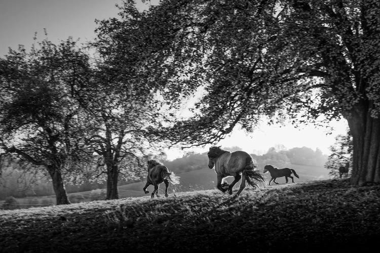 Horses running at sunset, Baden Wurttemberg, Germany