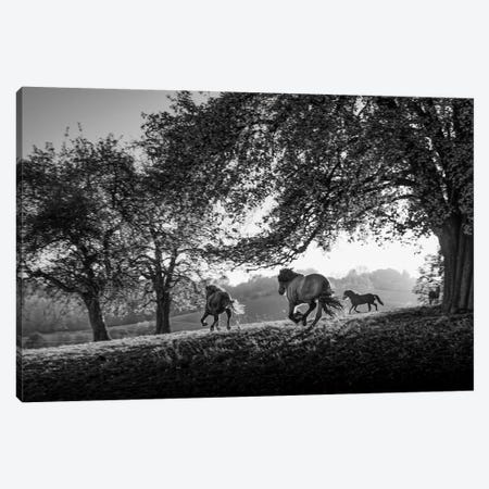 Horses running at sunset, Baden Wurttemberg, Germany Canvas Print #PIM15516} by Panoramic Images Canvas Print