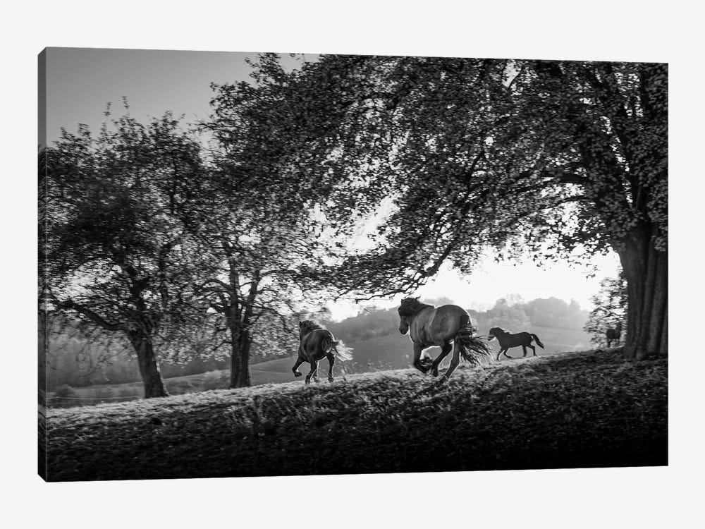 Horses running at sunset, Baden Wurttemberg, Germany by Panoramic Images 1-piece Art Print