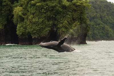 Humpback Whale  in the Pacific Ocean, Nuqui, Colombia by Panoramic Images acrylic art print