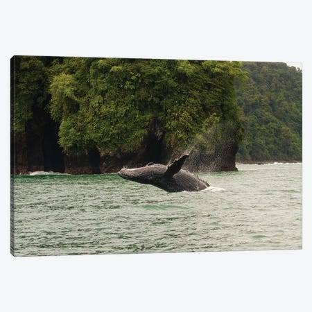 Humpback Whale  in the Pacific Ocean, Nuqui, Colombia Canvas Print #PIM15519} by Panoramic Images Canvas Art