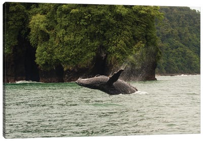 Humpback Whale  in the Pacific Ocean, Nuqui, Colombia Canvas Art Print - Humpback Whale Art