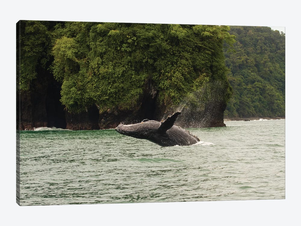 Humpback Whale  in the Pacific Ocean, Nuqui, Colombia by Panoramic Images 1-piece Canvas Art