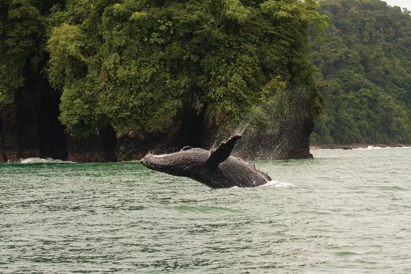Humpback Whales: Humpback Whale  in the Pacific Ocean, Nuqui, Colombia by Panoramic Images