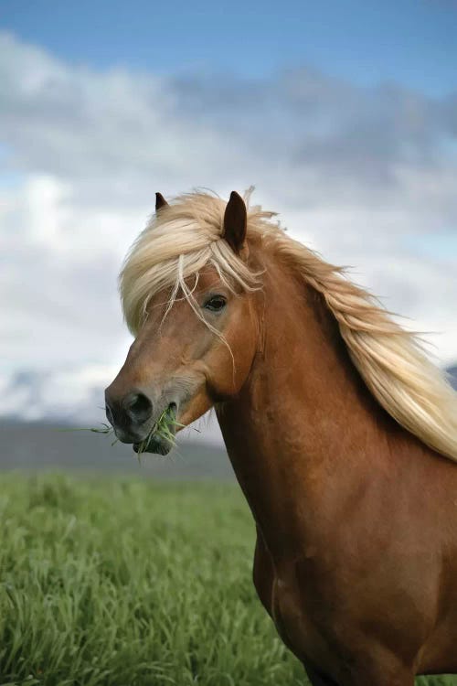 Iceland Horse, Iceland