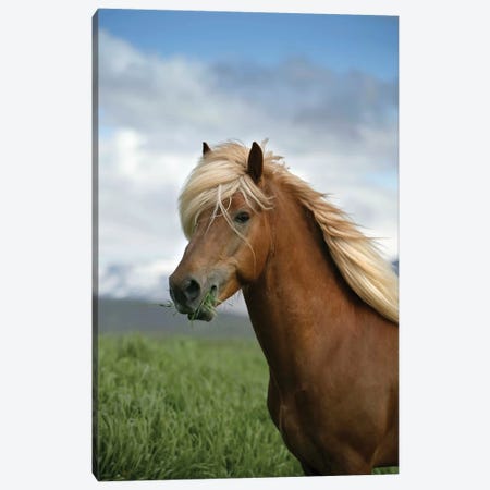 Iceland Horse, Iceland Canvas Print #PIM15536} by Panoramic Images Canvas Art Print