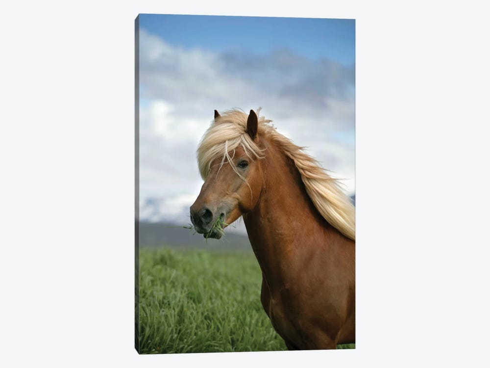 Iceland Horse, Iceland by Panoramic Images 1-piece Canvas Print