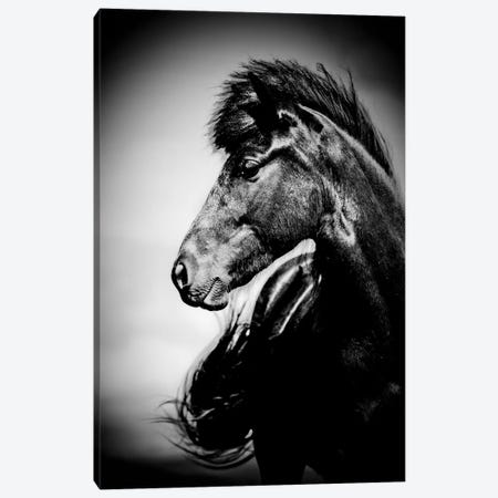 Icelandic Horse, Iceland Canvas Print #PIM15537} by Panoramic Images Canvas Print