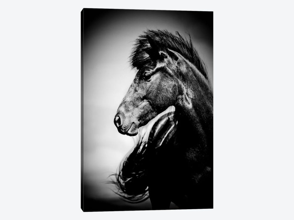 Icelandic Horse, Iceland by Panoramic Images 1-piece Canvas Art