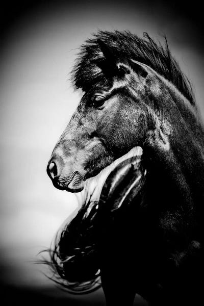 Iceland: Icelandic Horse, Iceland by Panoramic Images