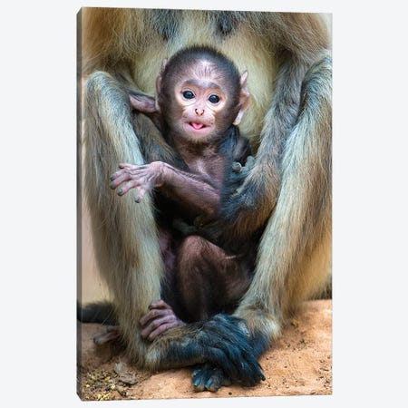 Infant Langur monkey looking at camera, India Canvas Print #PIM15541} by Panoramic Images Canvas Print