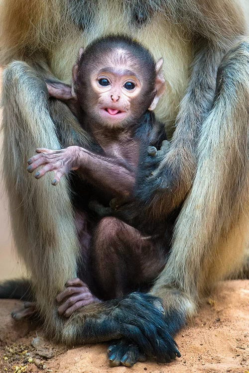 Infant Langur monkey looking at camera, India