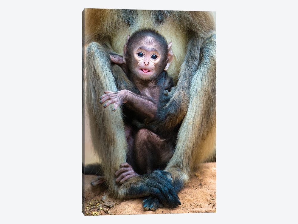 Infant Langur monkey looking at camera, India by Panoramic Images 1-piece Art Print