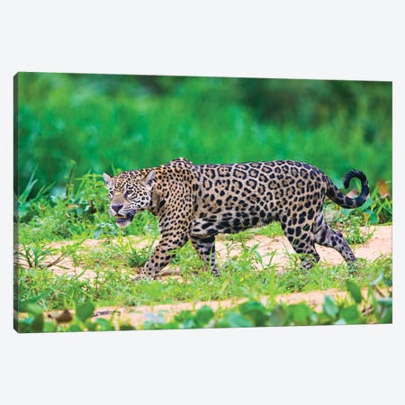 Jaguar  profile view, Porto Jofre, Mato Grosso, Brazil Canvas Print #PIM15543} by Panoramic Images Art Print