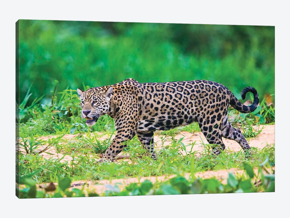 Jaguar  profile view, Porto Jofre, Mato Grosso, Brazil by Panoramic Images 1-piece Canvas Print
