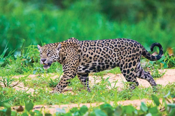 South America: Jaguar  profile view, Porto Jofre, Mato Grosso, Brazil by Panoramic Images