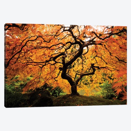Japanese maple tree in autumn, Japanese Garden, Portland, Oregon, USA Canvas Print #PIM15545} by Panoramic Images Canvas Wall Art