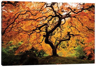Japanese maple tree in autumn, Japanese Garden, Portland, Oregon, USA Canvas Art Print - Japan