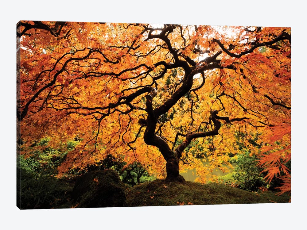 Japanese maple tree in autumn, Japanese Garden, Portland, Oregon, USA by Panoramic Images 1-piece Canvas Art Print