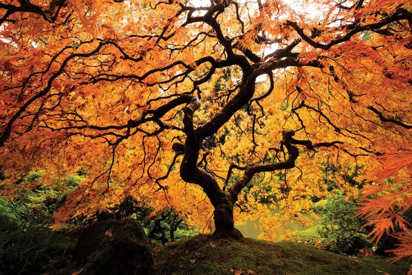Oregon: Japanese maple tree in autumn, Japanese Garden, Portland, Oregon, USA by Panoramic Images