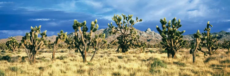 Joshua trees in the Mojave National Preserve, Mojave Desert, San Bernardino County, California, USA