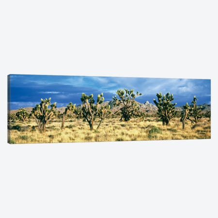 Joshua trees in the Mojave National Preserve, Mojave Desert, San Bernardino County, California, USA Canvas Print #PIM15546} by Panoramic Images Canvas Art