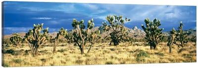 Joshua trees in the Mojave National Preserve, Mojave Desert, San Bernardino County, California, USA Canvas Art Print - Desert Landscape Photography