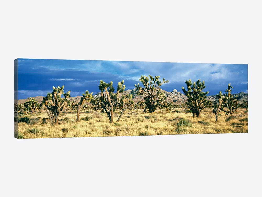 Joshua trees in the Mojave National Preserve, Mojave Desert, San Bernardino County, California, USA by Panoramic Images 1-piece Canvas Wall Art