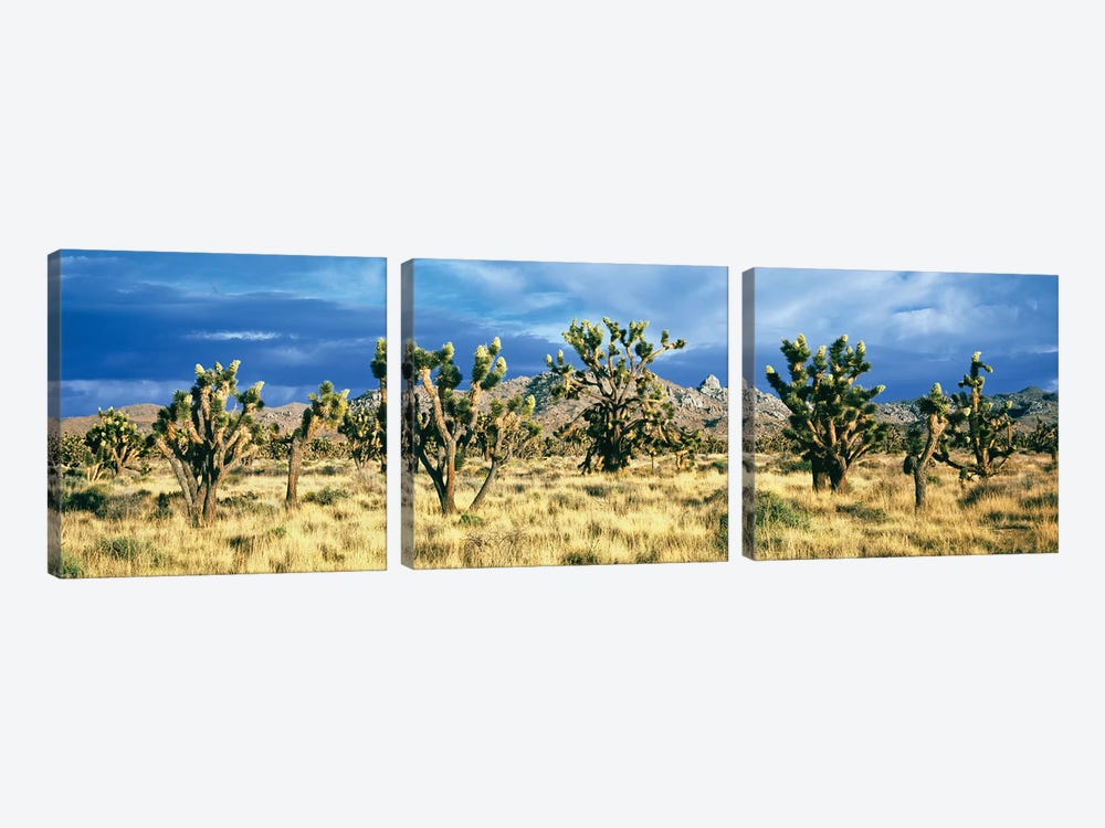 Joshua trees in the Mojave National Preserve, Mojave Desert, San Bernardino County, California, USA by Panoramic Images 3-piece Canvas Art
